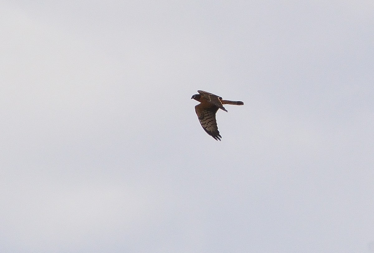Montagu's Harrier - ML641843371