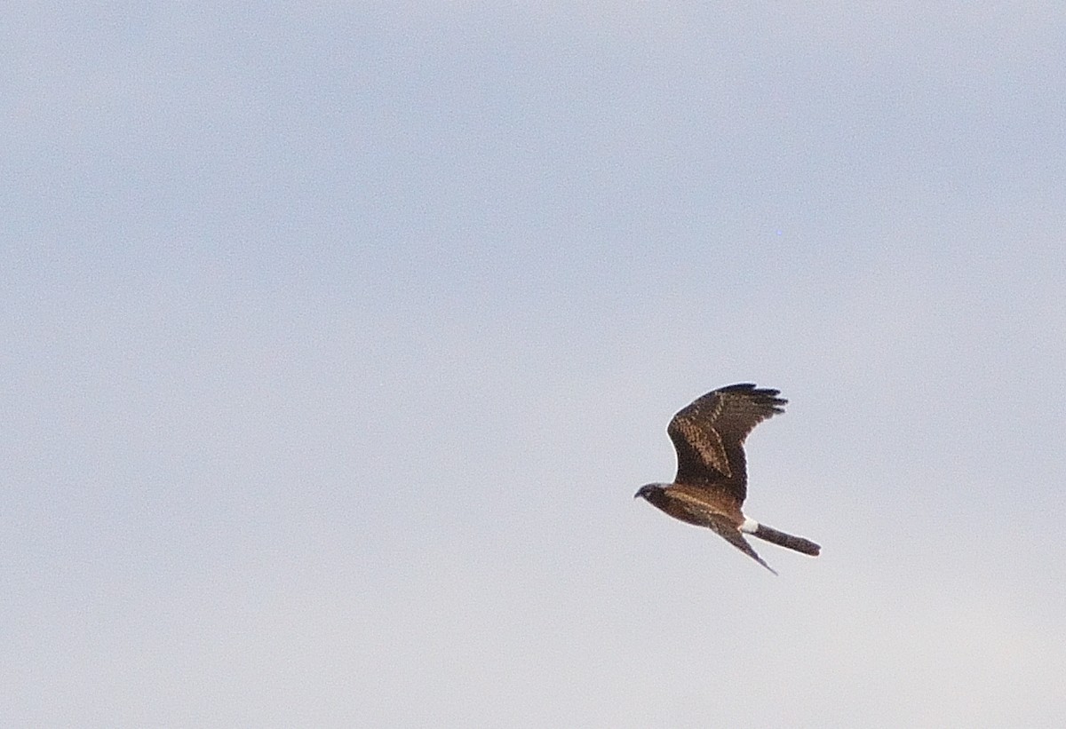 Montagu's Harrier - ML641843372