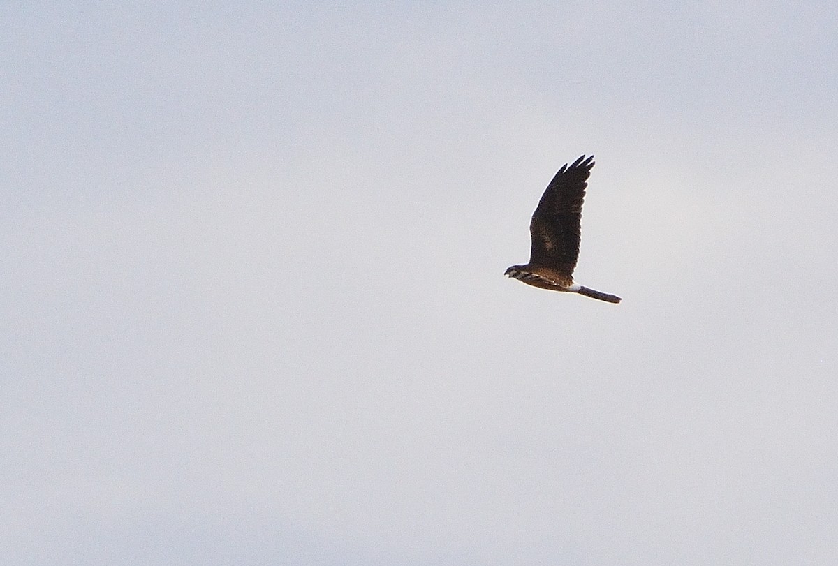 Montagu's Harrier - ML641843373