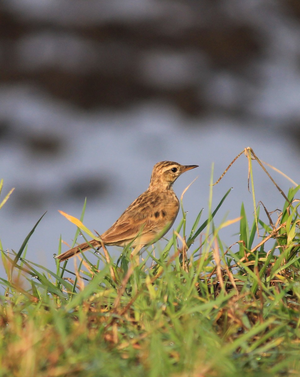 Pipit rousset - ML641843382
