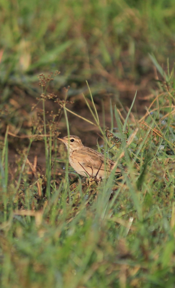 Pipit rousset - ML641843383