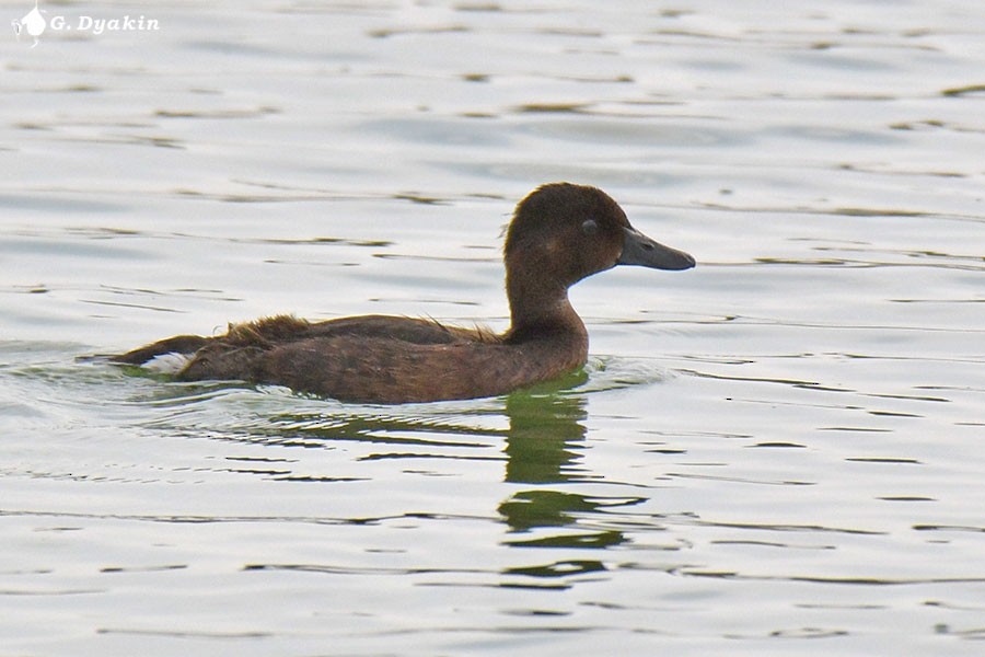 Common Pochard - ML641843388