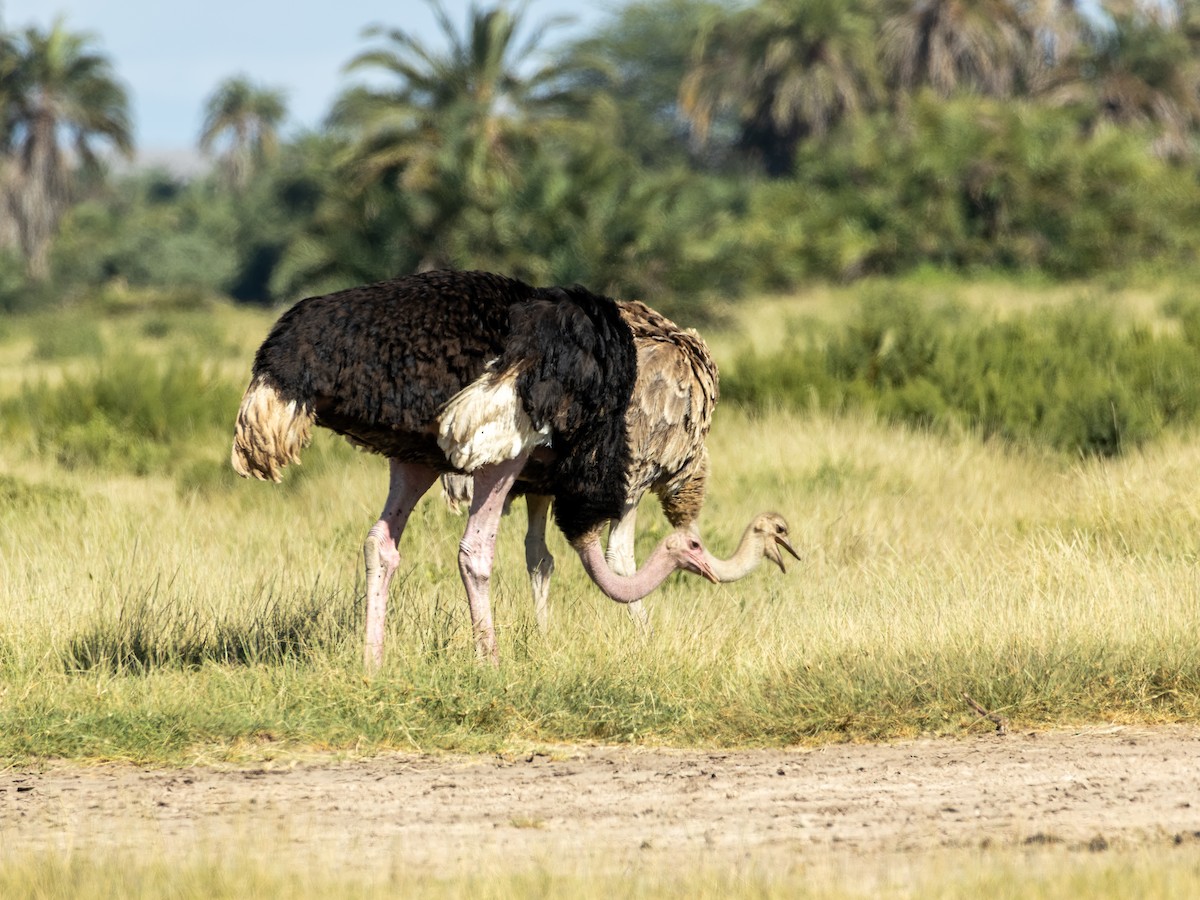 Common Ostrich - ML641843413