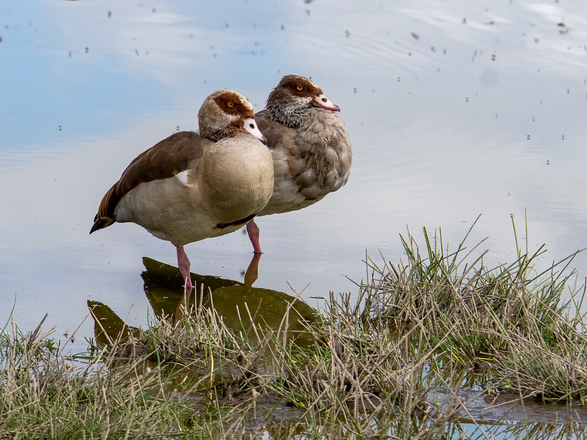 Egyptian Goose - ML641843418