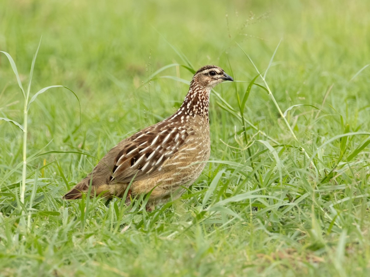 Crested Francolin - ML641843422