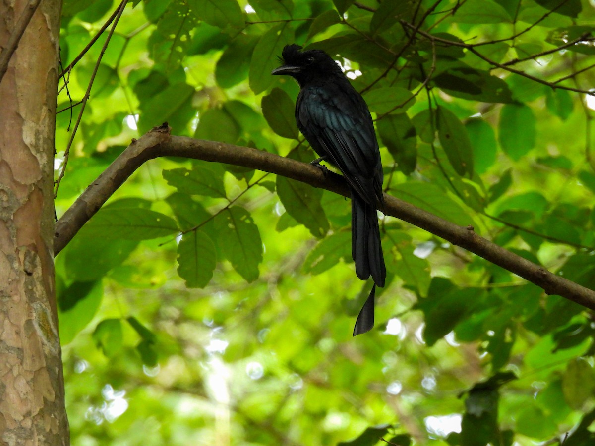 Greater Racket-tailed Drongo - ML641843428
