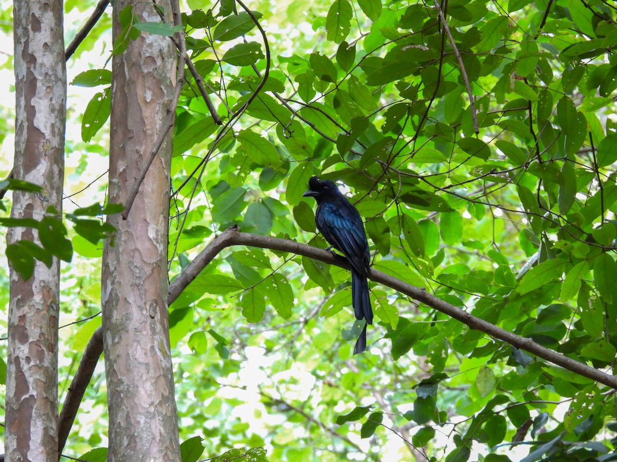 Greater Racket-tailed Drongo - ML641843429