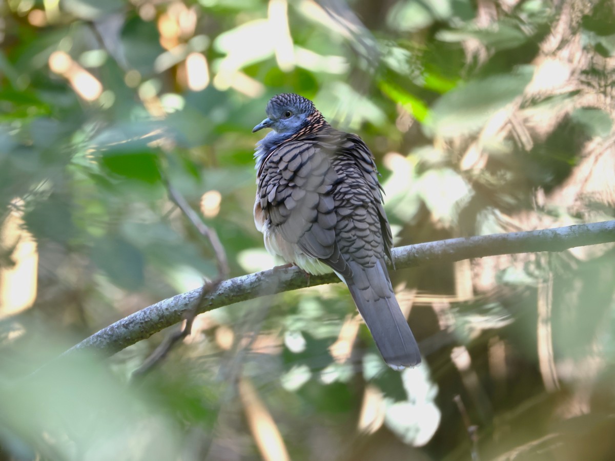 ベニカノコバト - ML641843433