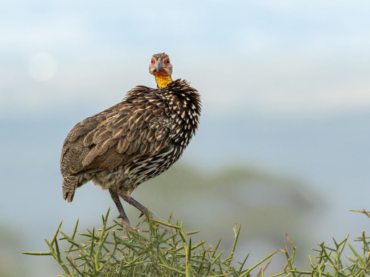 Yellow-necked Spurfowl - ML641843435