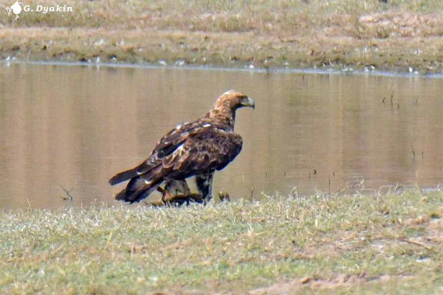 Imperial Eagle - ML641843441