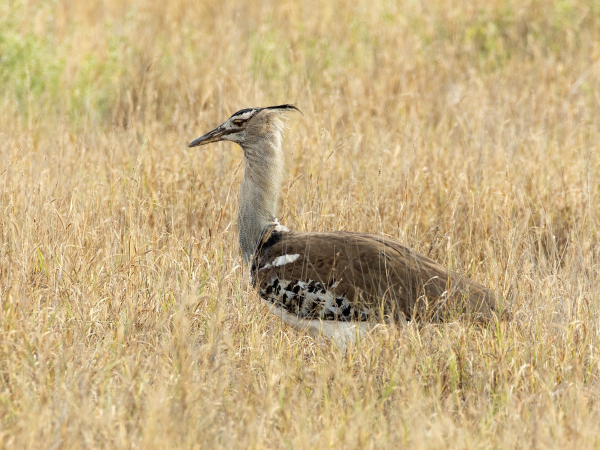 Kori Bustard - ML641843457