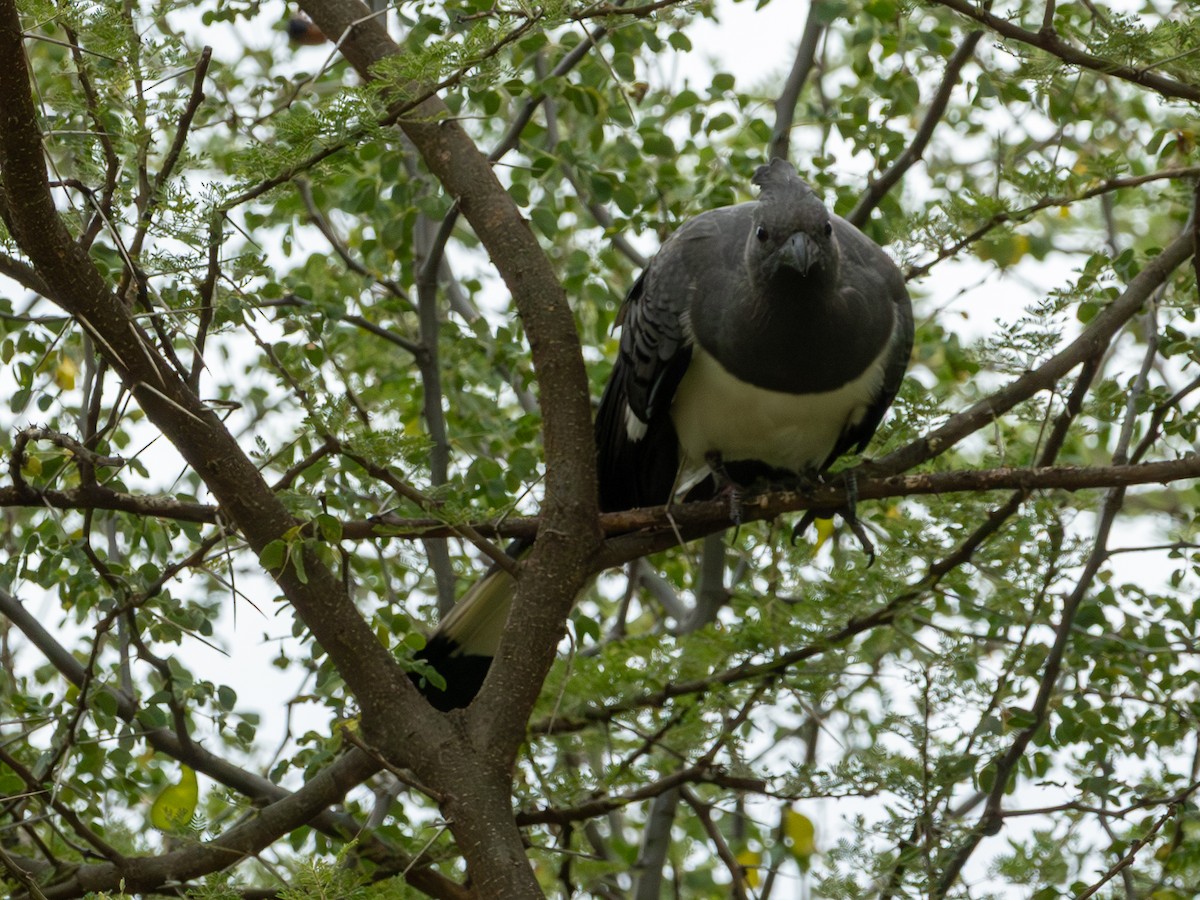 White-bellied Go-away-bird - ML641843462