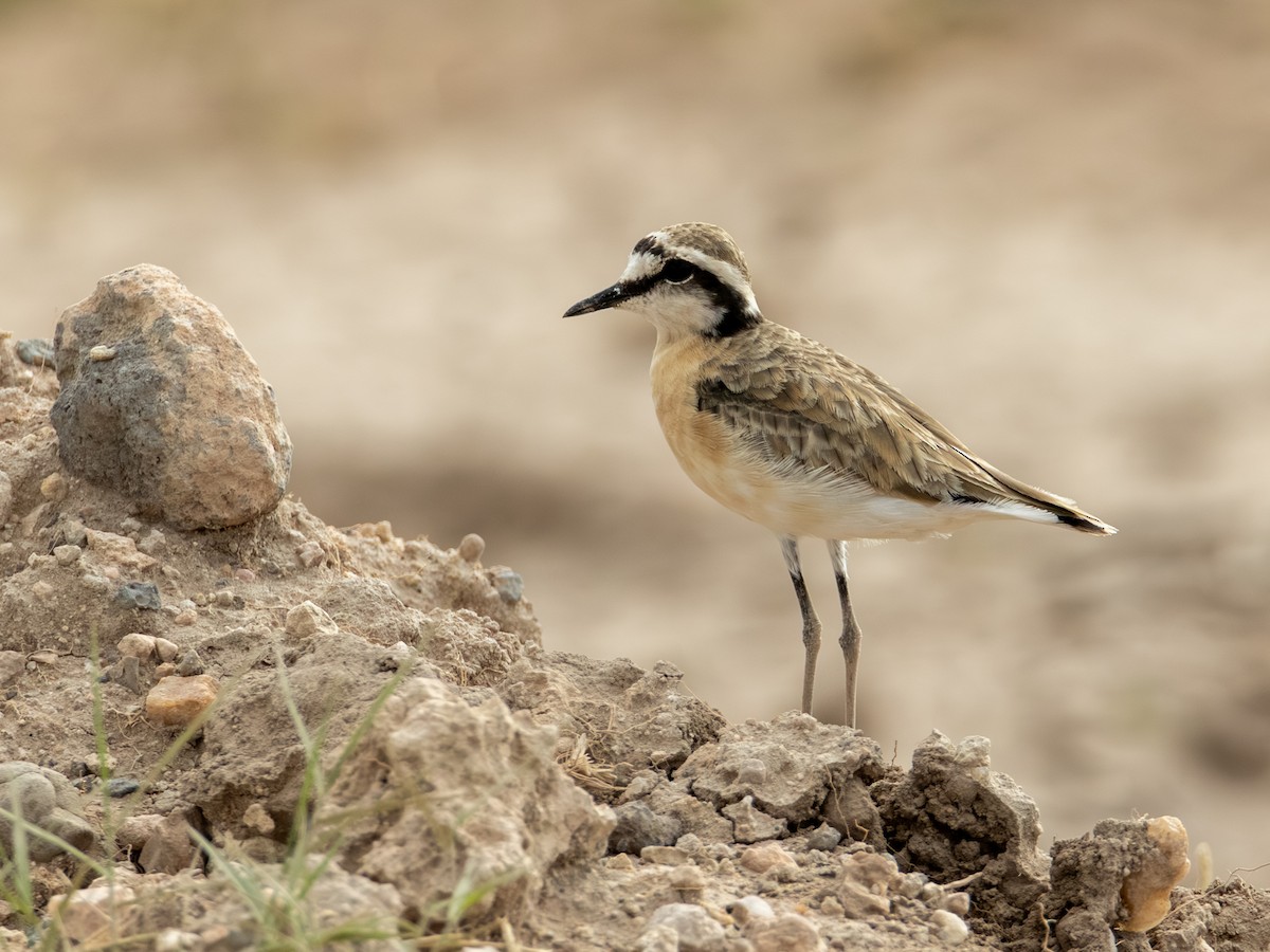 Kittlitz's Plover - ML641843472