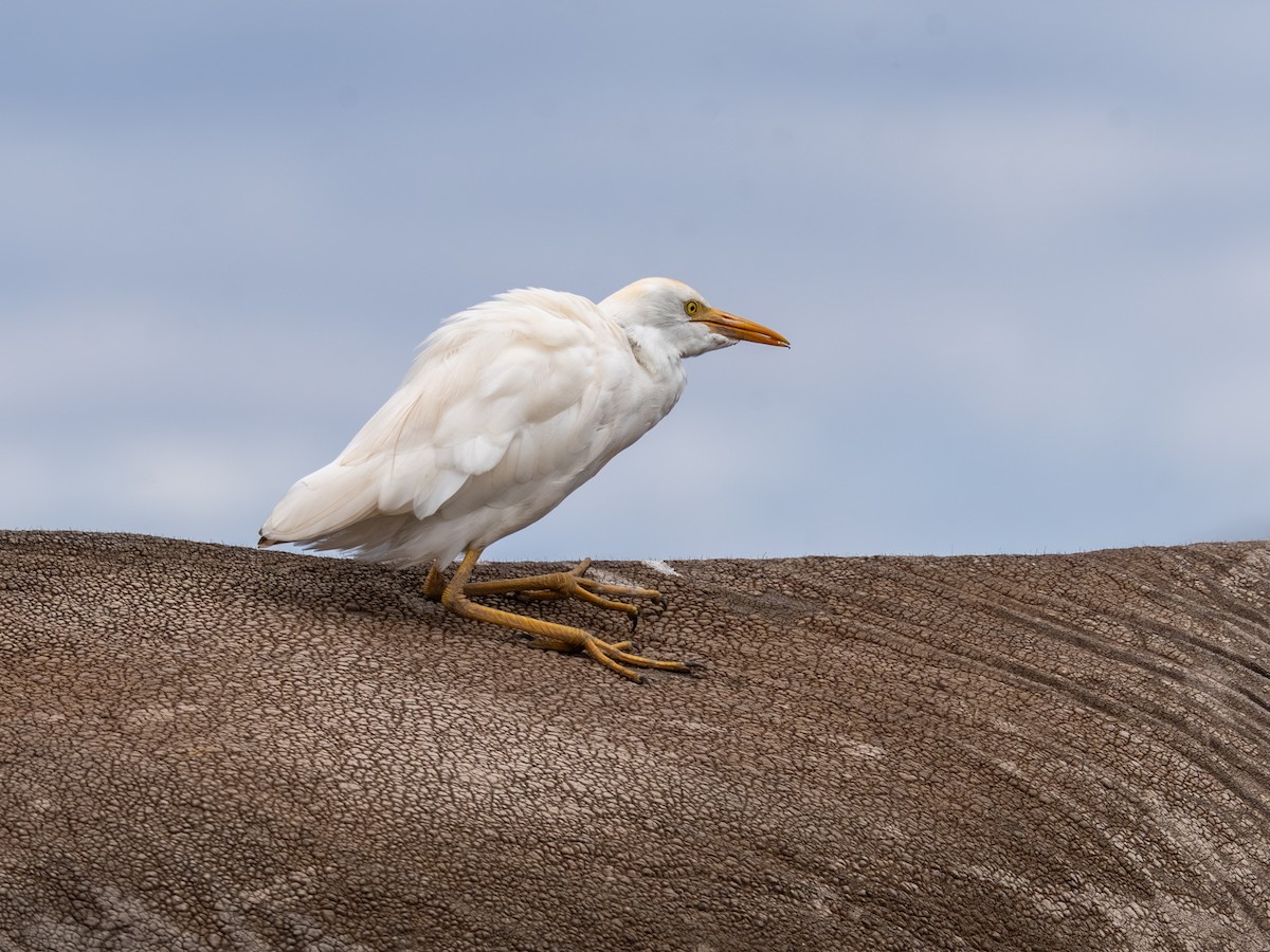 Western Cattle-Egret - ML641843475