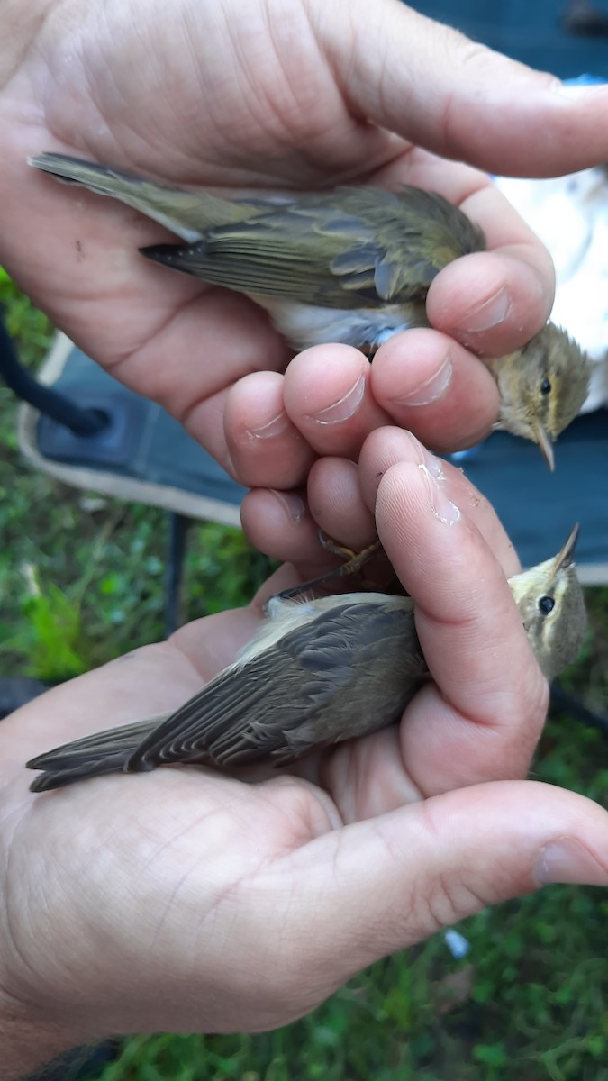 Willow Warbler - ML641843488