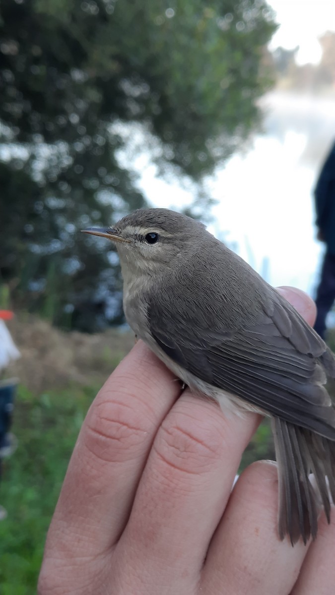 Willow Warbler - ML641843489