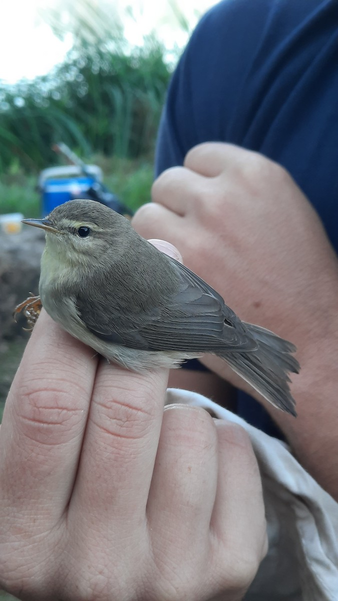 Willow Warbler - ML641843490