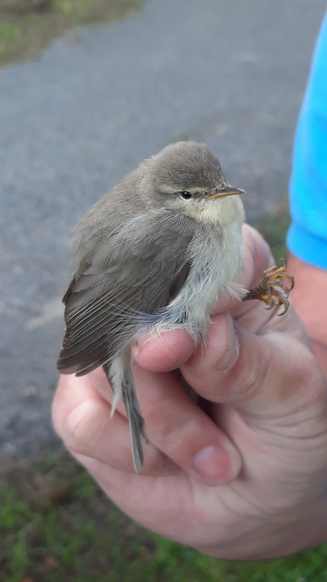 Willow Warbler - ML641843491