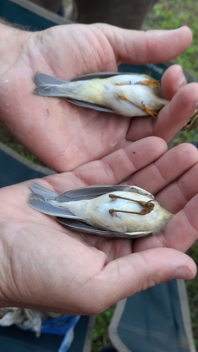 Willow Warbler - ML641843492