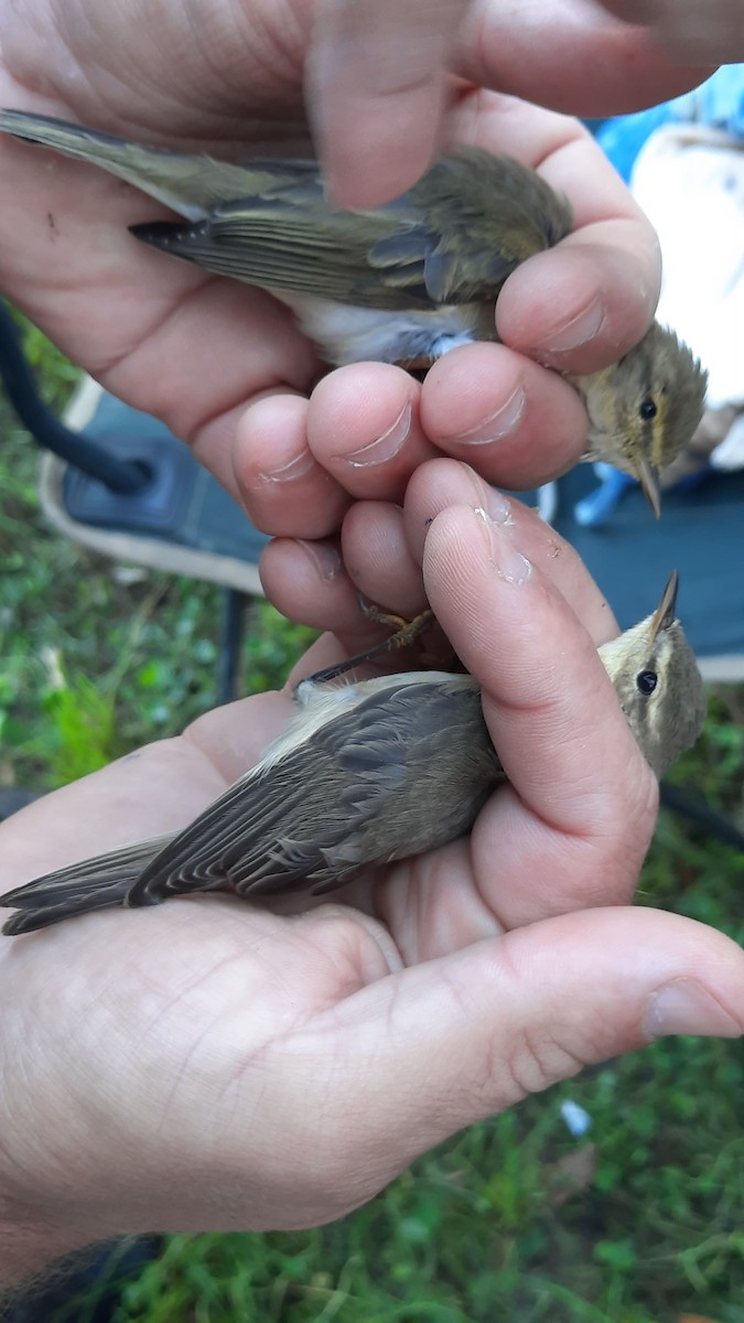 Willow Warbler - ML641843493