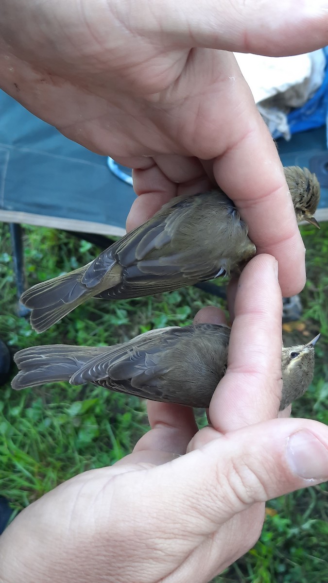 Willow Warbler - ML641843494