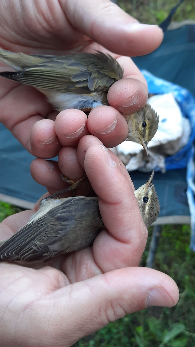 Willow Warbler - ML641843495