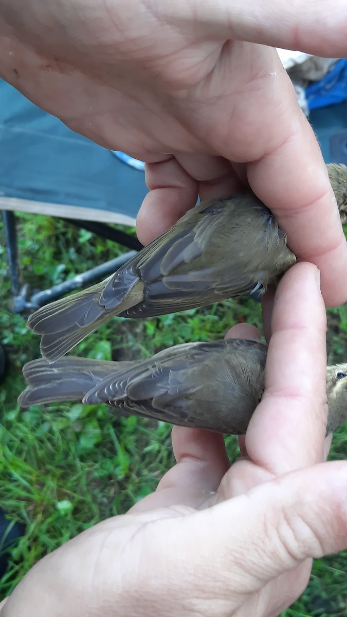 Willow Warbler - ML641843496