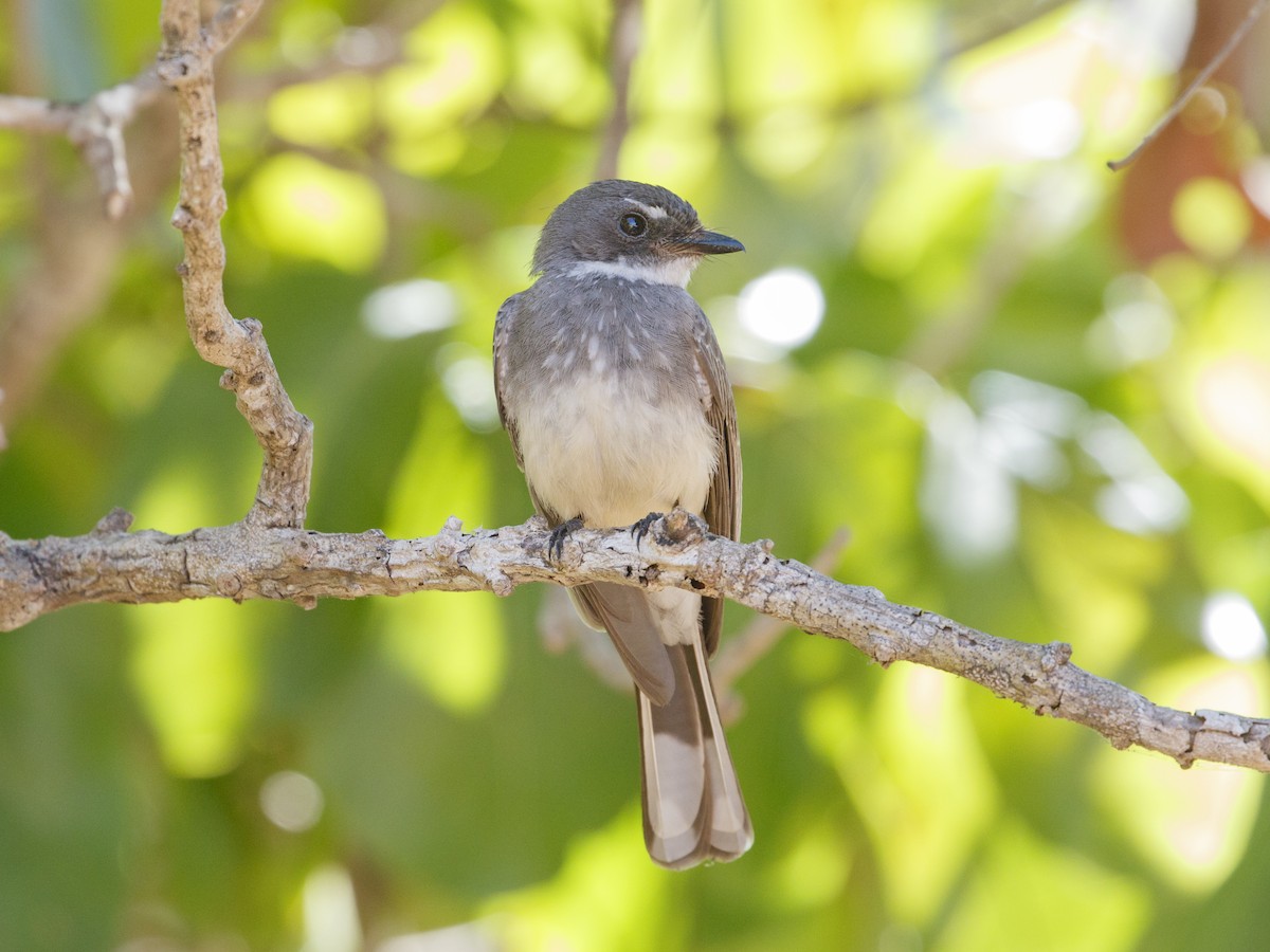 Northern Fantail (Northern) - ML641843501