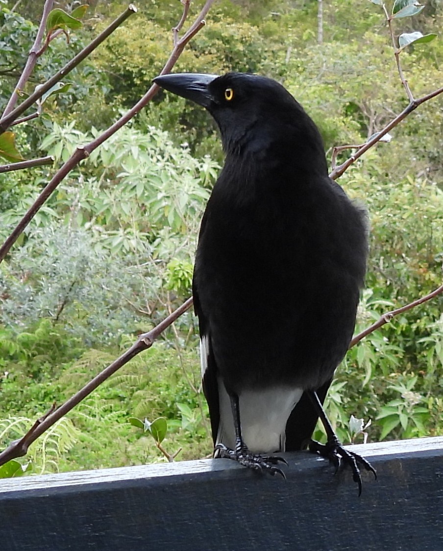 Pied Currawong - ML641843505