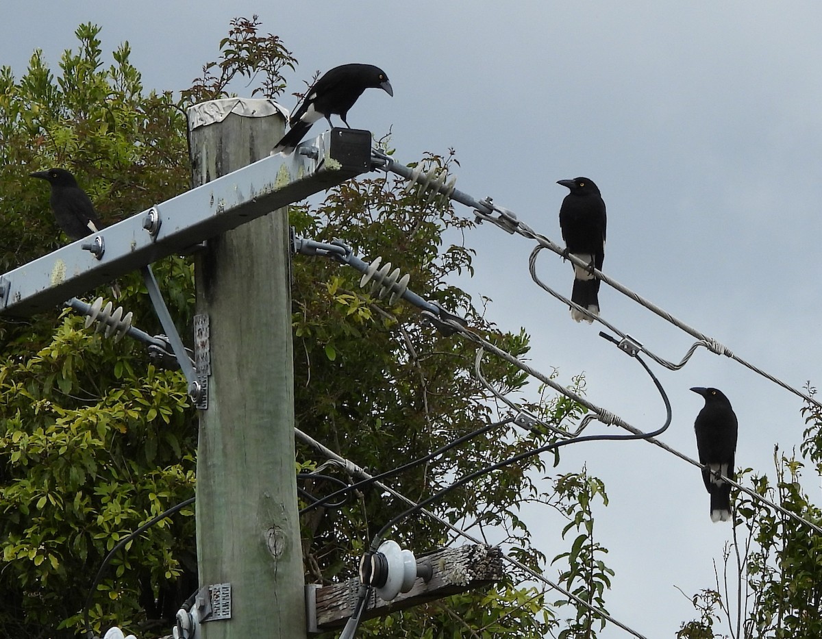 Pied Currawong - ML641843506