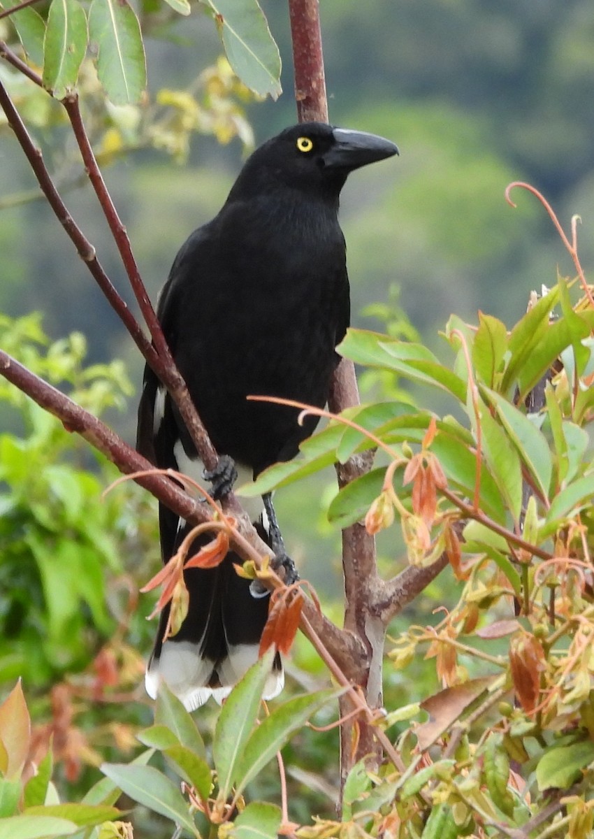 Pied Currawong - ML641843507