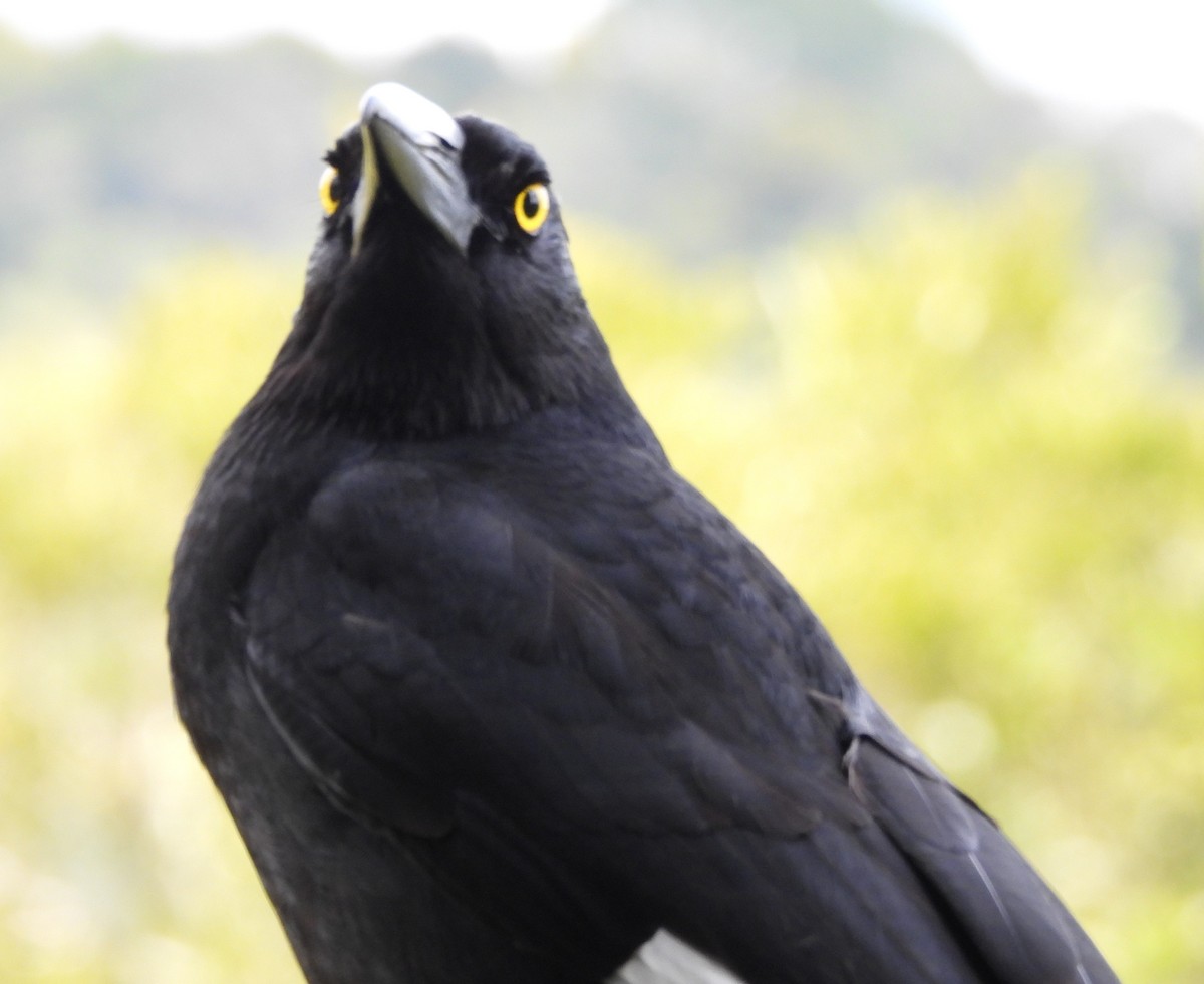 Pied Currawong - ML641843508
