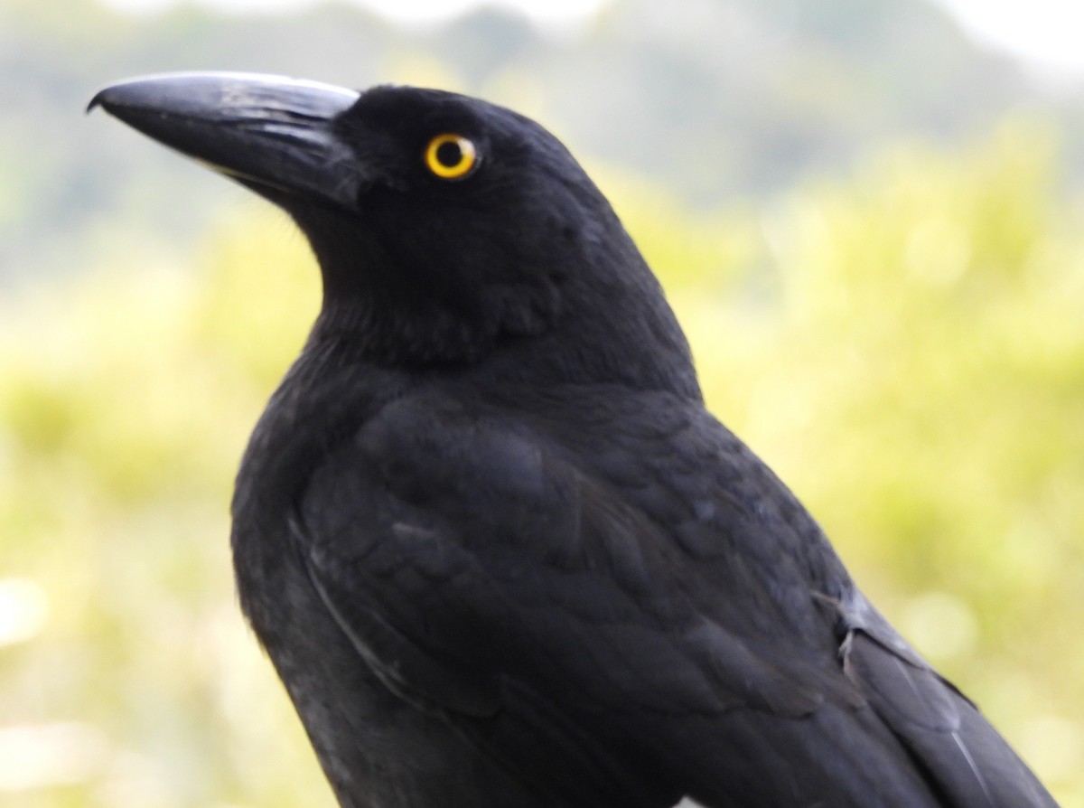 Pied Currawong - ML641843509