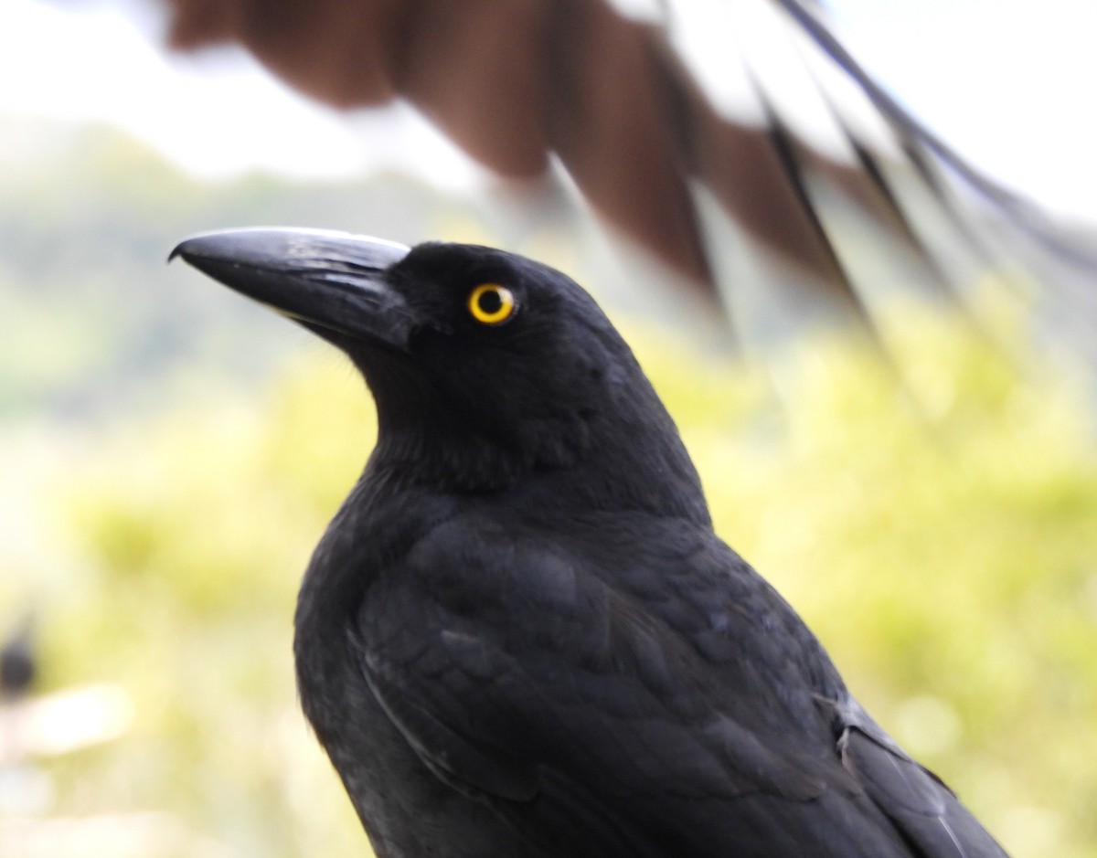 Pied Currawong - ML641843510
