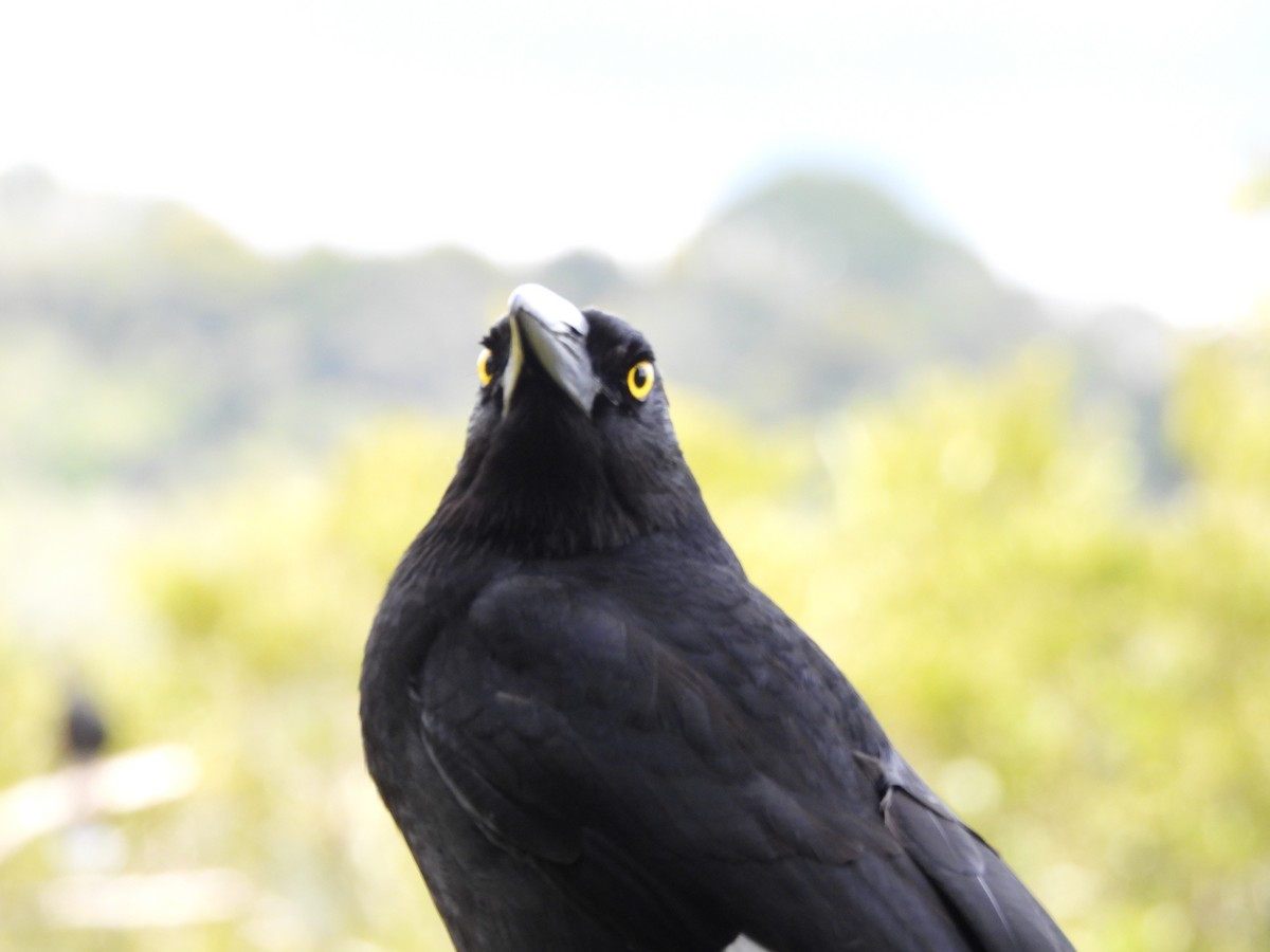 Pied Currawong - ML641843511