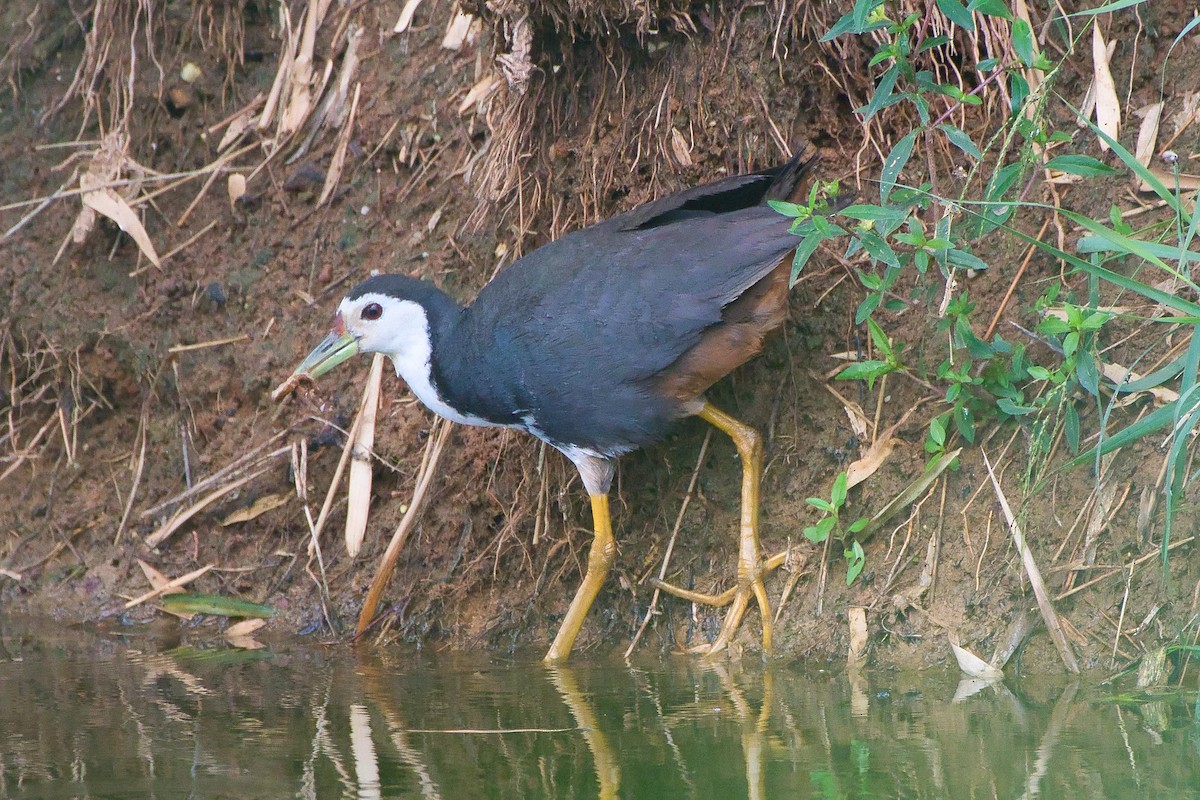 White-breasted Waterhen - ML641843547