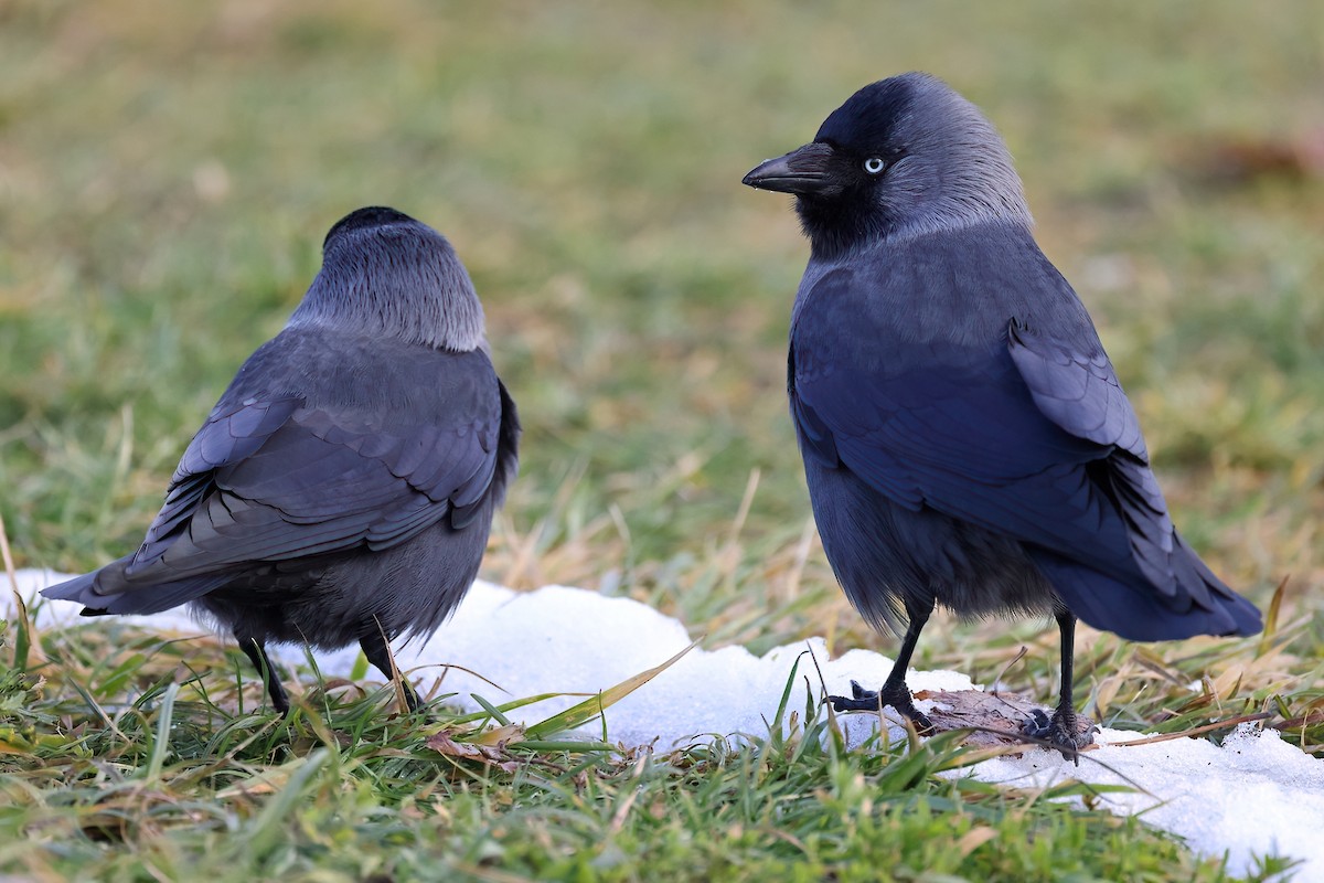 Eurasian Jackdaw - ML641843554