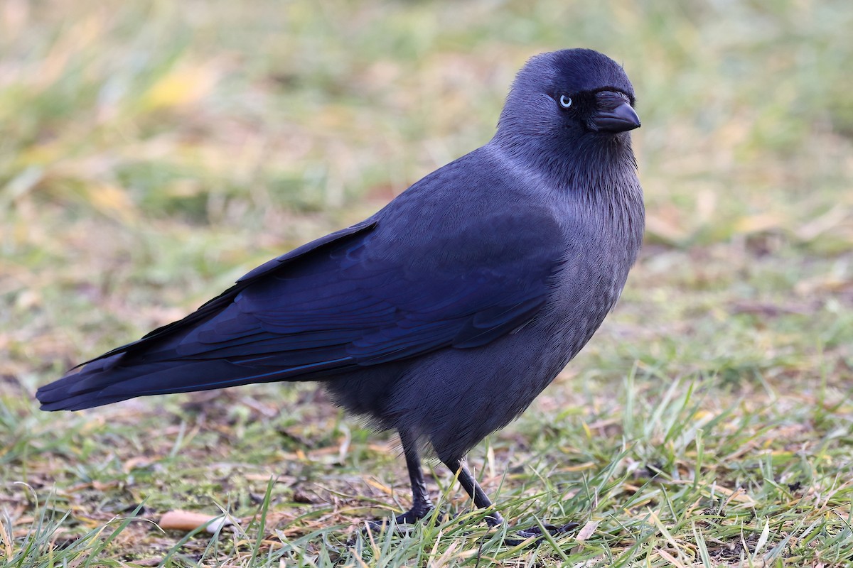 Eurasian Jackdaw - ML641843555