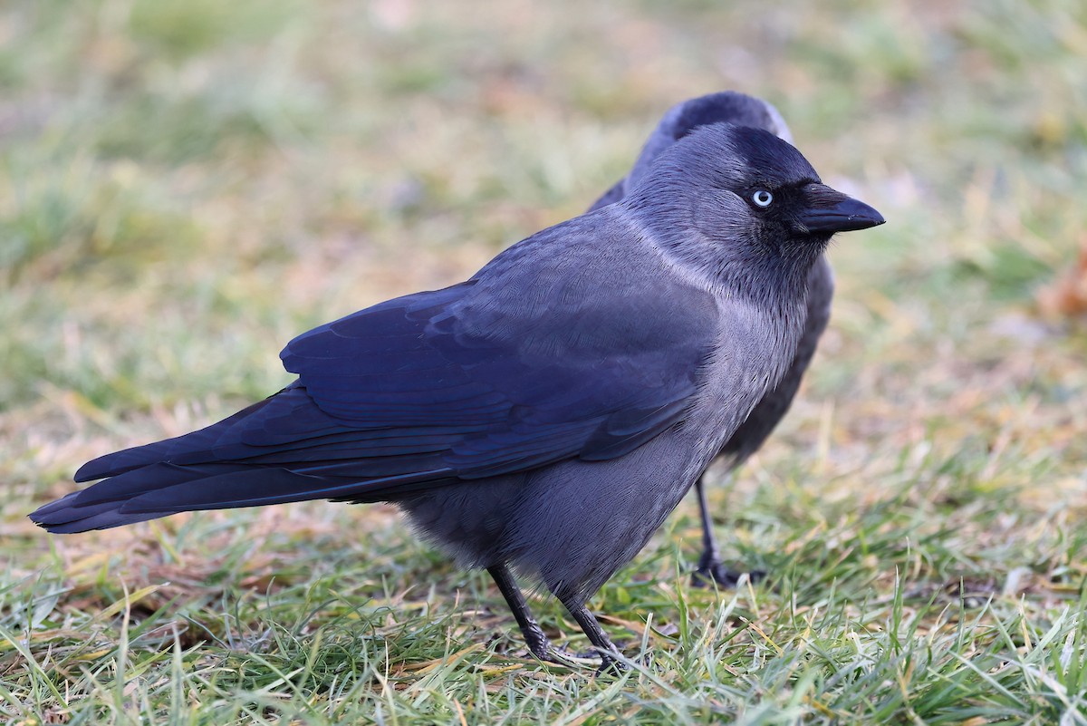 Eurasian Jackdaw - ML641843556