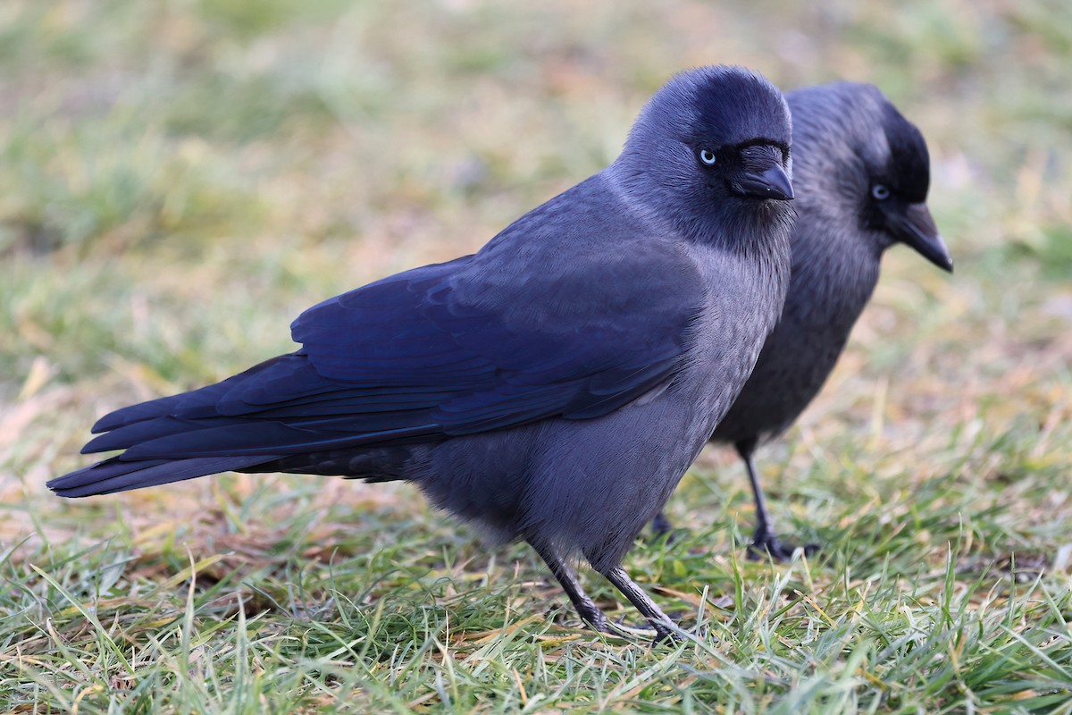 Eurasian Jackdaw - ML641843557