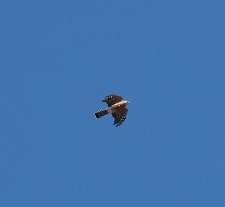 Sharp-shinned Hawk (Northern) - ML641843571