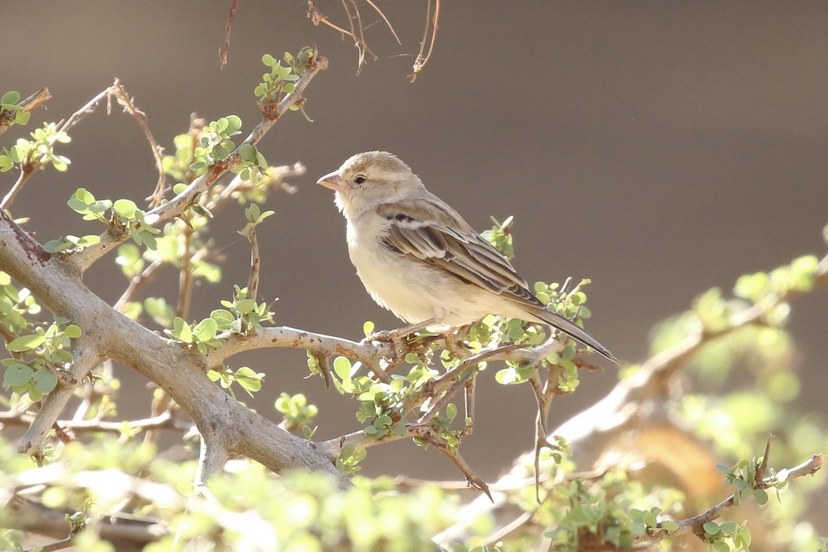 Sudan Golden Sparrow - ML641843572