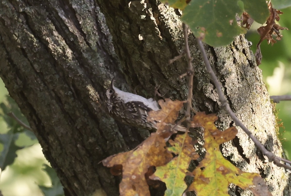 Brown Creeper - ML641843596