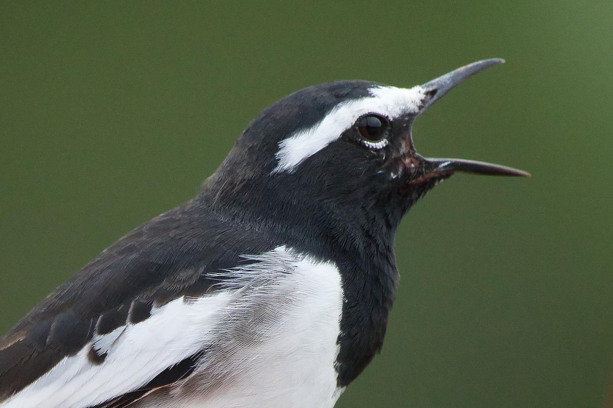 White-browed Wagtail - ML641843597