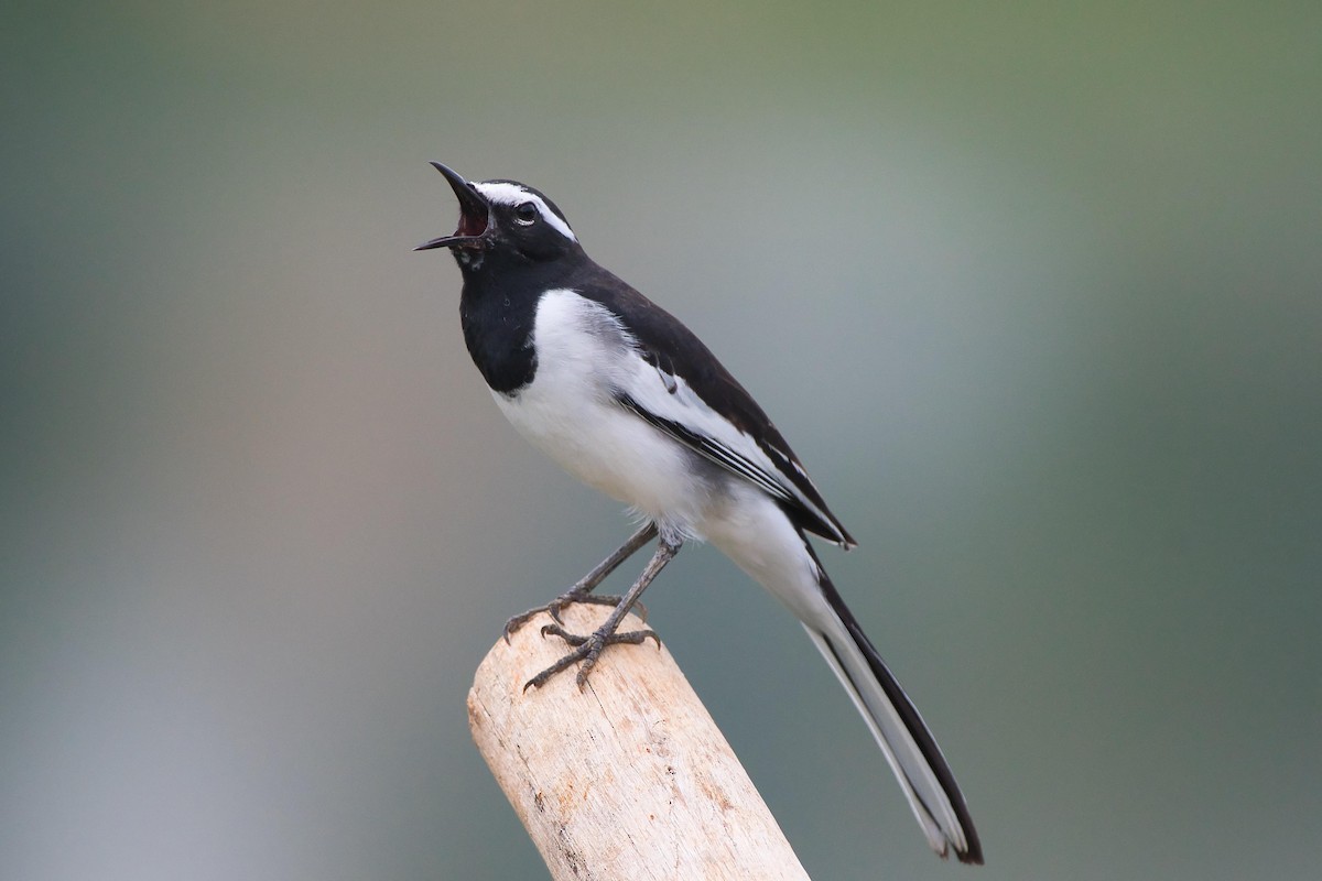 White-browed Wagtail - ML641843598