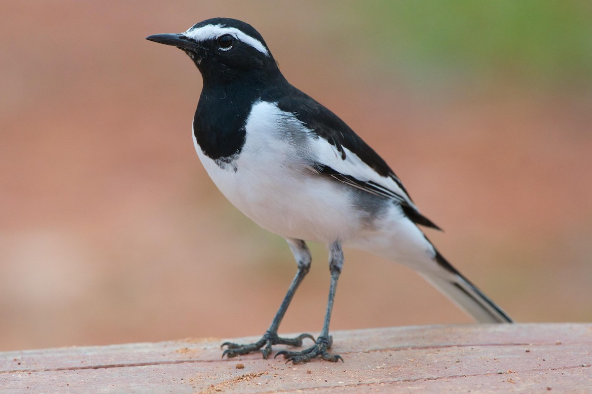 White-browed Wagtail - ML641843599