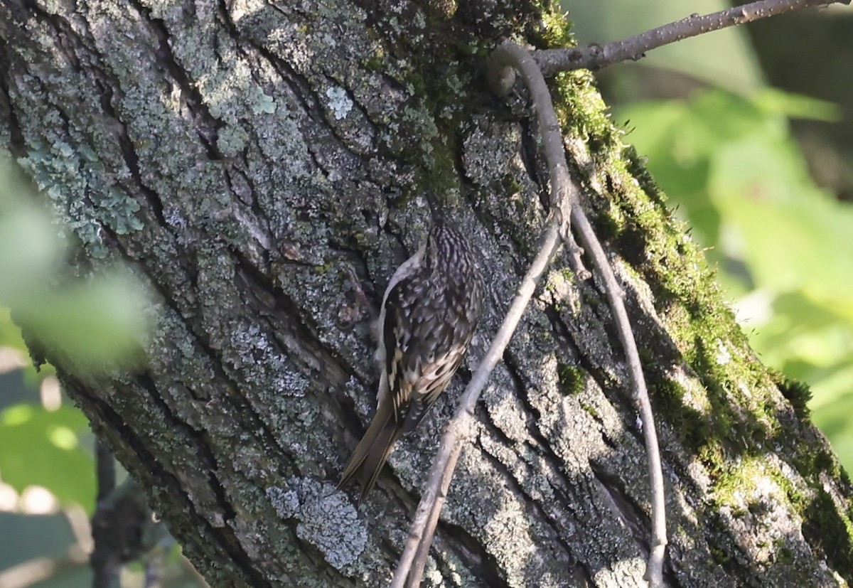 Brown Creeper - ML641843600