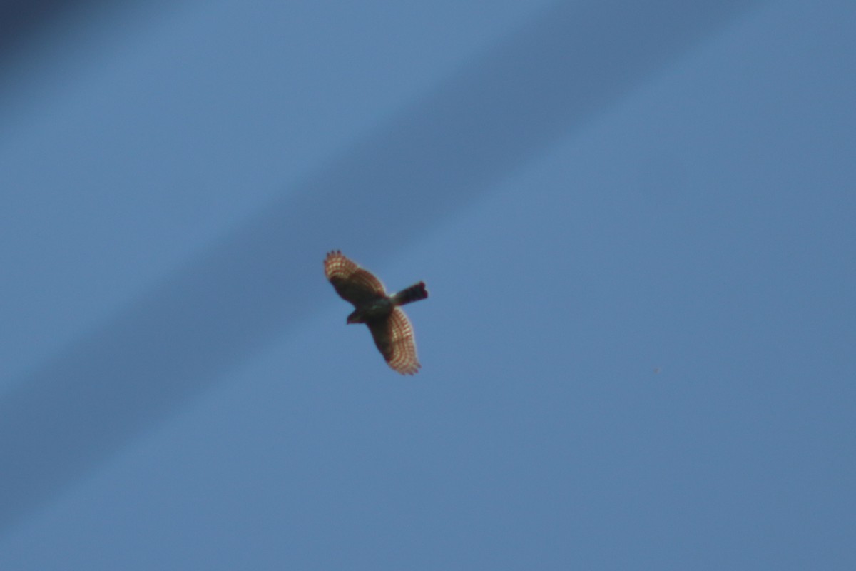 Japanese Sparrowhawk - ML641843602