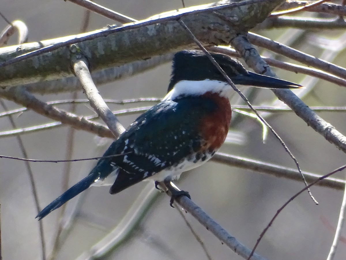 Green Kingfisher - ML641843607