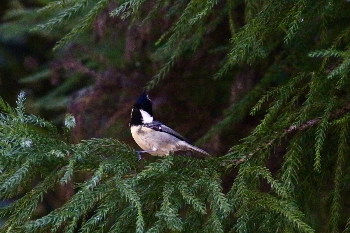 Coal Tit - ML641843612
